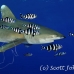 shark_whitetip_oceanic_dae_h_0057_egy0710.jpg